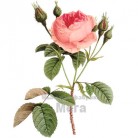 Купить  Головка Розы, чайная роза  в  Мыльная фабрика 