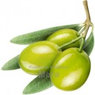 Купить  ПАВ оливки амфотерный, 50 грамм  в  Мыльная фабрика 