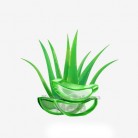Купить  Aloe vera gel – Отличный увлажнитель, 10 мл  в  Мыльная фабрика 
