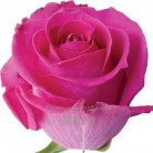 Купить  Порошок Мускатной розы, 1 кг  в  Мыльная фабрика 