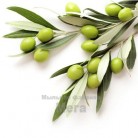 Купить  ACB Olive Leaf Extract PF – Антиоксидант, 10 мл  в  Мыльная фабрика 