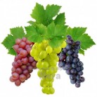 Купить  Скраб виноградных косточек, 1 кг  в  Мыльная фабрика 