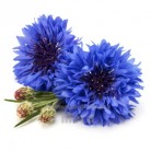 Купить  Сухоцвет Василек синий цветки, 30 гр  в  Мыльная фабрика 