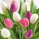 Купить  Отдушка Blooming Tulips, 1 литр  в  Мыльная фабрика 