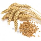 Купить  Концентрат растительных ДНК пшеницы, 50 мл  в  Мыльная фабрика 