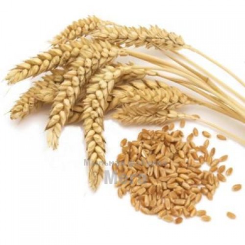 Купить  Концентрат растительных ДНК пшеницы, 1 литр  в  Мыльная фабрика 